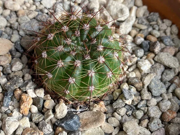 Photo of the cactus plant Echinocactus grusonii, popularly known as the golden barrel cactus, golden ball or mother-in-law\'s cushion, a species of cactus endemic to east-central Mexico.