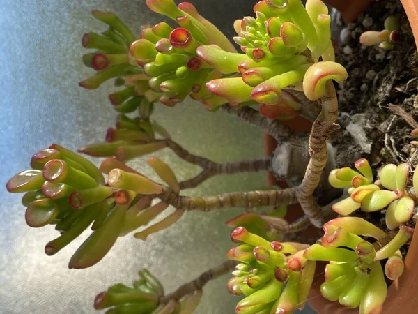 Foto Planta Crassula Ovata Fingers Coral Jade Com Folhas Tubulares — Fotografia de Stock