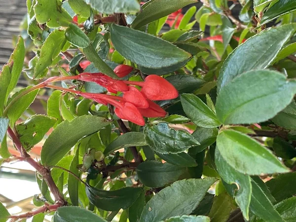 Fénykép Virág Crinodendron Hookerianum Ismert Mint Chilei Lámpás Örökzöld Család — Stock Fotó