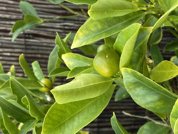 Φωτογραφία Του Καρπού Του Φυτού Kumquat Μιας Ομάδας Μικρών Οπωροφόρων — Φωτογραφία Αρχείου