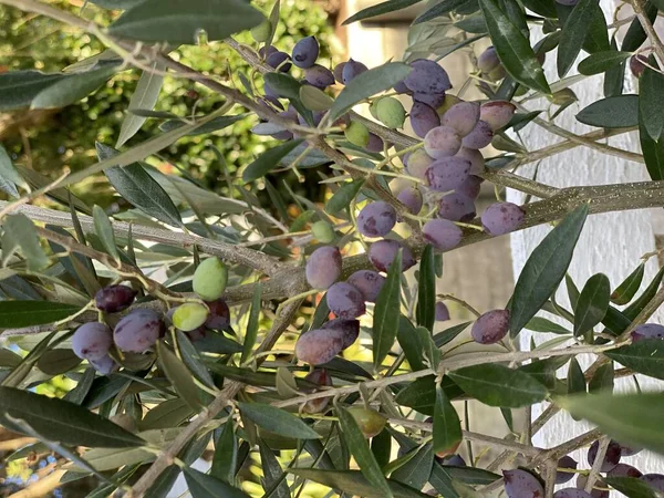 Bitkinin Meyvesinin Fotoğrafı Olea Frantoio Iyi Aromalı Küçük Oval Meyve — Stok fotoğraf