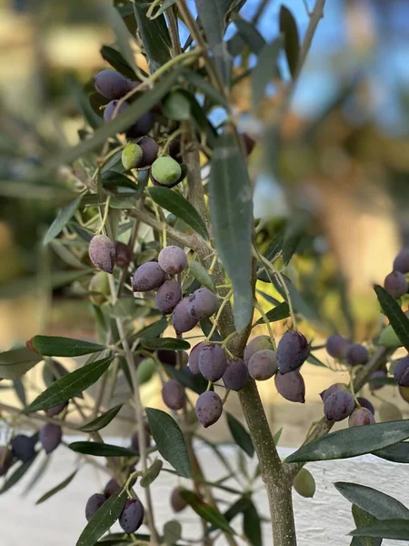 植物の果実の写真 Olea Frantoio 風味の良い小さな楕円形の果物を生産するイタリアのオリーブ — ストック写真