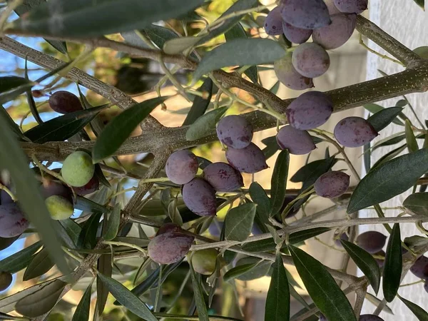 Bitkinin Meyvesinin Fotoğrafı Olea Frantoio Iyi Aromalı Küçük Oval Meyve — Stok fotoğraf