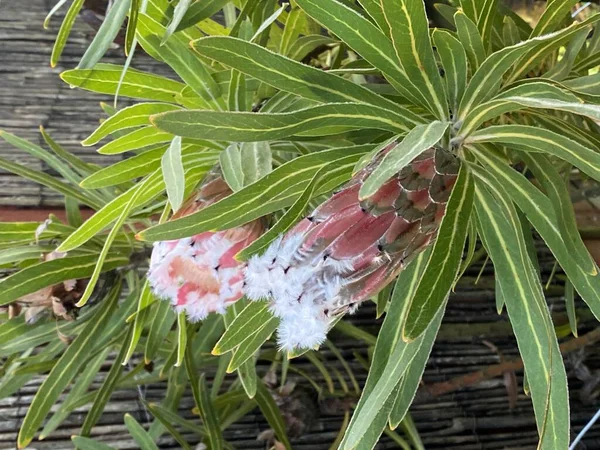 Foto Flor Protea Neriifolia Creciendo Jardín — Foto de Stock