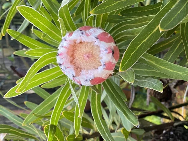 Φωτογραφία Του Λουλουδιού Protea Neriifolia Που Φυτρώνει Στον Κήπο — Φωτογραφία Αρχείου