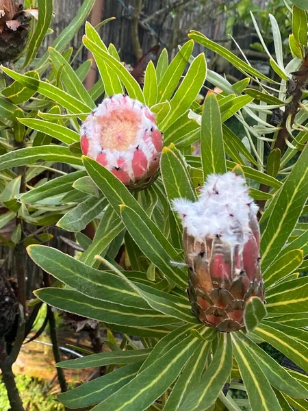 Φωτογραφία Του Λουλουδιού Protea Neriifolia Που Φυτρώνει Στον Κήπο — Φωτογραφία Αρχείου