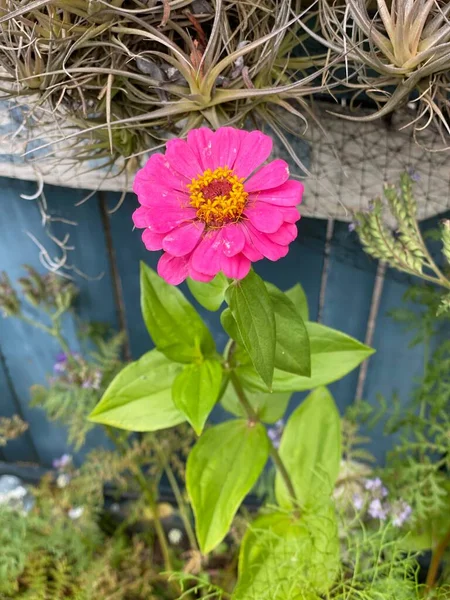 Foto Planta Zinnia Elegans Conhecida Como Juventude Idade Zinnia Comum — Fotografia de Stock