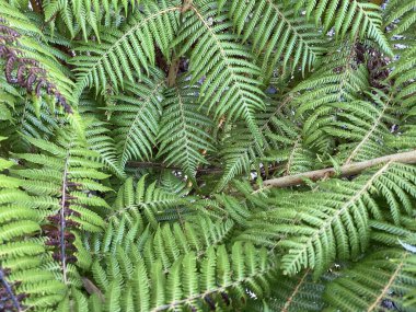 Bitkinin fotoğrafı, genellikle gümüş eğreltiotu, gümüş ağaç eğreltiotu, ponga ya da punga olarak bilinir, Yeni Zelanda 'ya özgü, orta büyüklükte bir ağaç eğreltiotu türüdür..