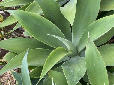Bitkinin fotoğrafı, Agave attenuata.
