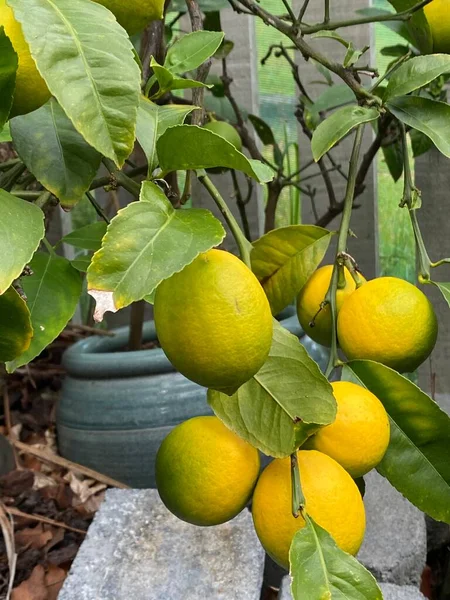 Foto Una Pianta Fruttifera Limoni Vaso — Foto Stock