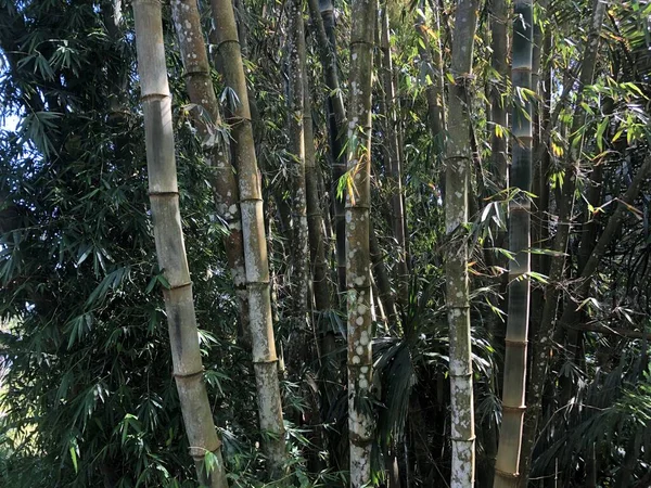 Bild Växten Bambu Vintergrön Perenn Blommande Växter Underfamiljen Bambusoideae Gräsfamiljen — Stockfoto