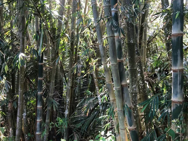 Foto Planta Bambú Una Planta Perenne Hoja Perenne Con Flores — Foto de Stock