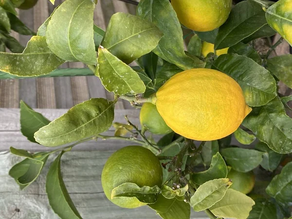Meyveli Limon Ağacının Saksıdaki Fotoğrafı — Stok fotoğraf