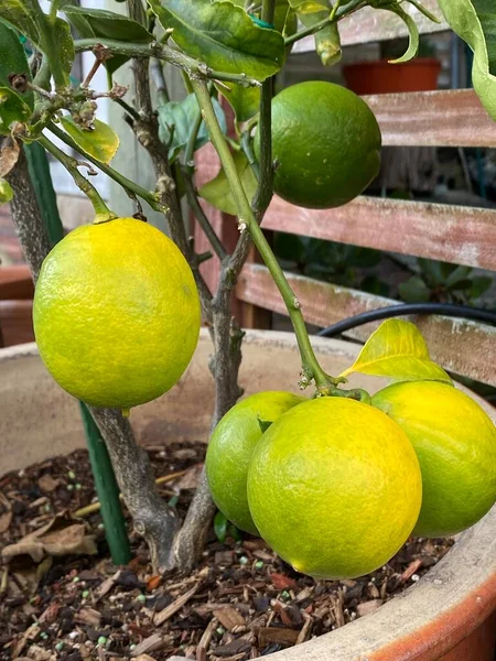 ポットの結実レモンの木の植物の写真 — ストック写真