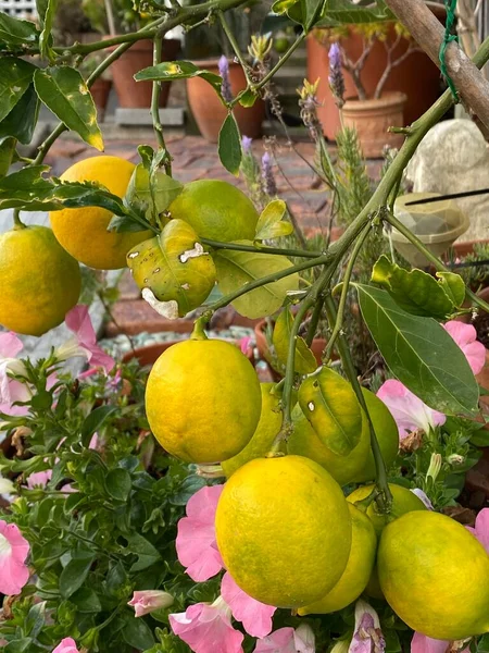 Meyveli Limon Ağacının Saksıdaki Fotoğrafı — Stok fotoğraf