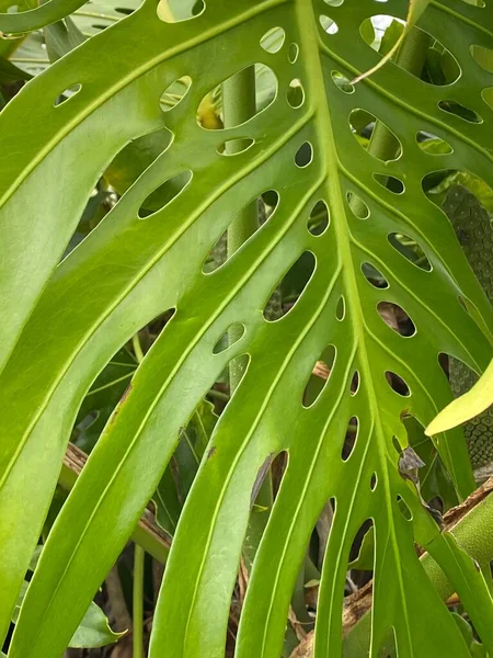 Bild Växten Monstera Smeknamnet Schweizisk Ostväxt Grund Hålen Dess Blad — Stockfoto