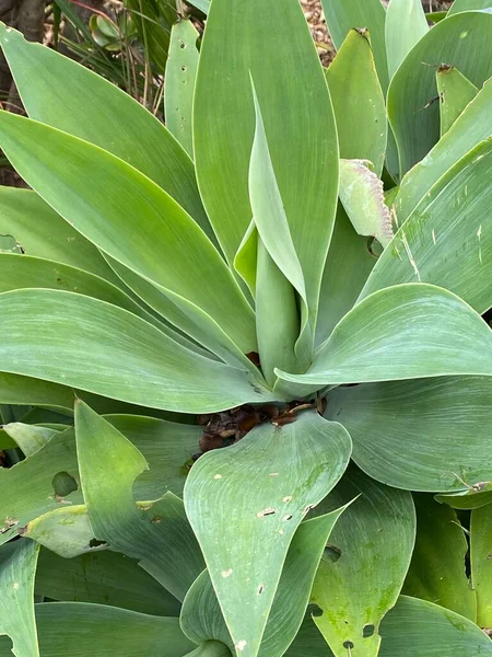 Fénykép Növény Agave Attenuata — Stock Fotó