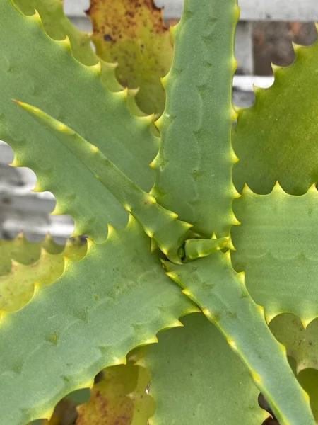 Φωτογραφία Του Φυτού Aloe Vera Ένα Χυμώδες Φυτικό Είδος Του — Φωτογραφία Αρχείου