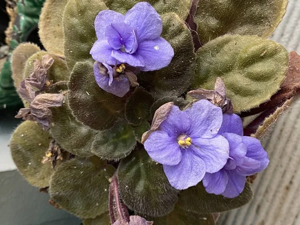 Photo African Violet Saintpaulia Flower Genus Plants Gesneriad Family — Stock Photo, Image