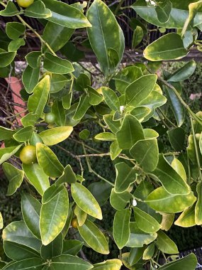 Bitkinin meyvesi Kumquat 'ın fotoğrafı, çiçek açan bitki familyası Rutaceae' de meyve taşıyan bir grup ağaç..