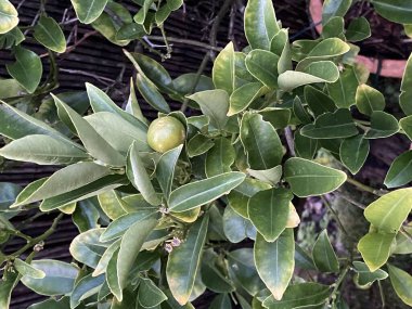 Bitkinin meyvesi Kumquat 'ın fotoğrafı, çiçek açan bitki familyası Rutaceae' de meyve taşıyan bir grup ağaç..