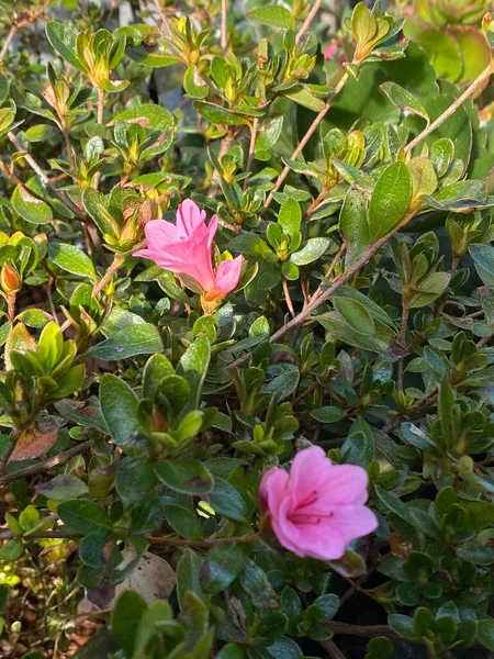 Foto Flor Azalea Arbusto Con Flores Del Género Rhododendron Creciendo — Foto de Stock