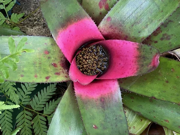 Φωτογραφία Ενός Τίγρη Της Neoregelia Skotak Επισήμως Γνωστού Τίγρης Του — Φωτογραφία Αρχείου