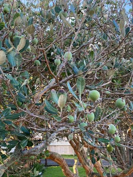 Fayjoa Acca Sellowiana Meyvesinin Fotoğrafı Güney Brezilya Nın Dağlık Kesimlerinde — Stok fotoğraf