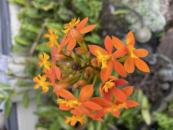 Kuva Epidendrum Radikaanien Kukasta Orkidealajista Joka Tunnetaan Myös Nimellä Maahan — kuvapankkivalokuva