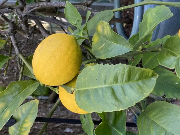 Meyveli Limon Ağacının Saksıdaki Fotoğrafı — Stok fotoğraf