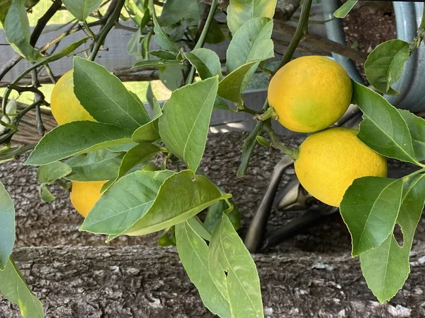 ポットの結実レモンの木の植物の写真 — ストック写真
