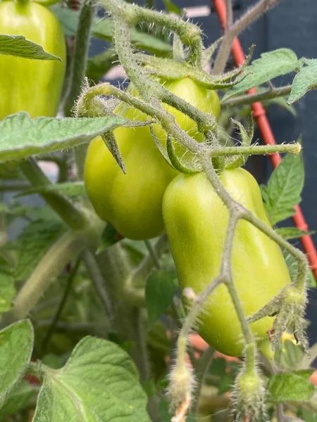 Kuva Vihreästä Mini Romanitomaatista Luumutomaatista Joka Tunnetaan Myös Italialaisina Tomaatteina — kuvapankkivalokuva
