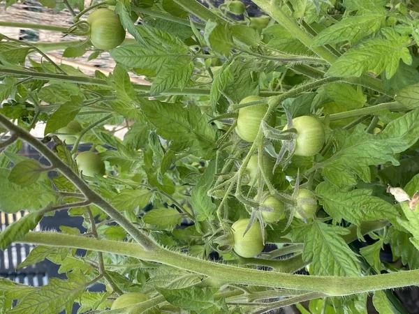 Kuva Hedelmä Kasvi Vihreä Tomaatti Moneymaker Hedelmiä Todellinen Cordon Tyyppi — kuvapankkivalokuva