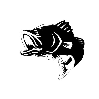 Illustration of a largemouth bass, black bass, barramundi or Asian sea bass (Lates calcarifer) jumping on isolated background viewed from the side done in retro Black and White style.  clipart
