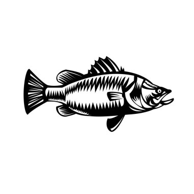 Saltwater Barramundi ya da barramundi, Asyalı deniz levreği (Lates calcarifer) türünün Retro stili Siyah ve Beyaz çizimi, yalıtılmış arka planda görülen katadromlu balık türüdür..