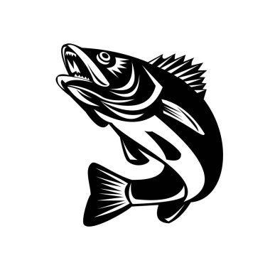 Bir Walleye 'nin (Sander vitreus, eski adıyla Stizostedion vitreum) siyah ve beyaz tasviri, geçmişte izole edilmiş arka planda sıçrayan tatlı su persiform balığı.. 