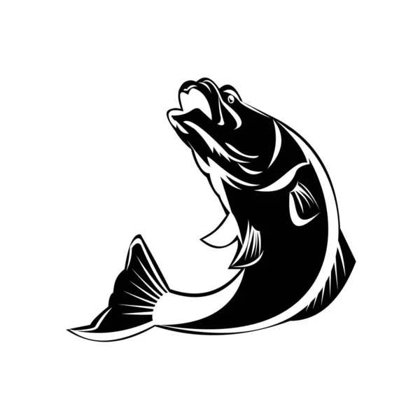 Zwart Wit Illustratie Van Een Springende Largemouth Bas Barramundi Aziatische — Stockvector
