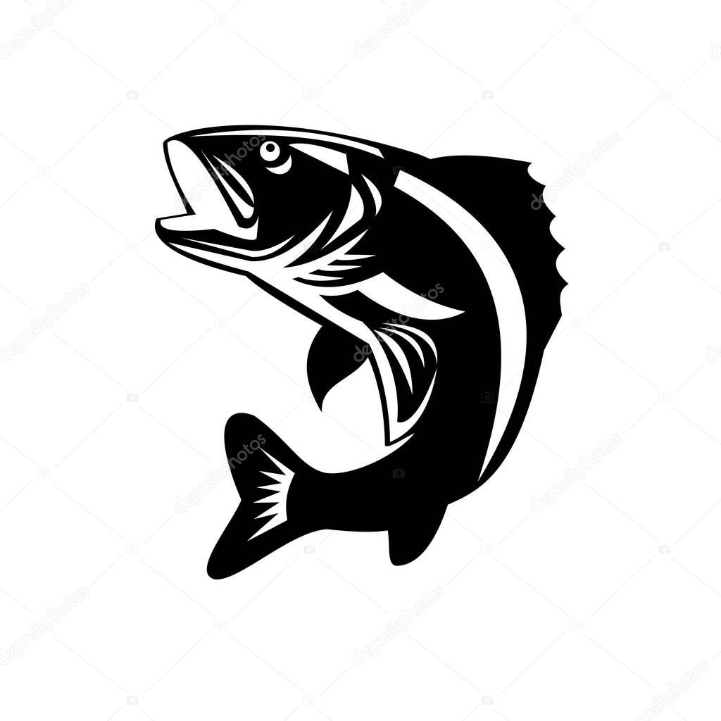 Black and White Illustration of a Walleye (Sander vitreus, formerly Stizostedion vitreum), a freshwater perciform fish jumping up  viewed from the side on isolated background done in retro style. 