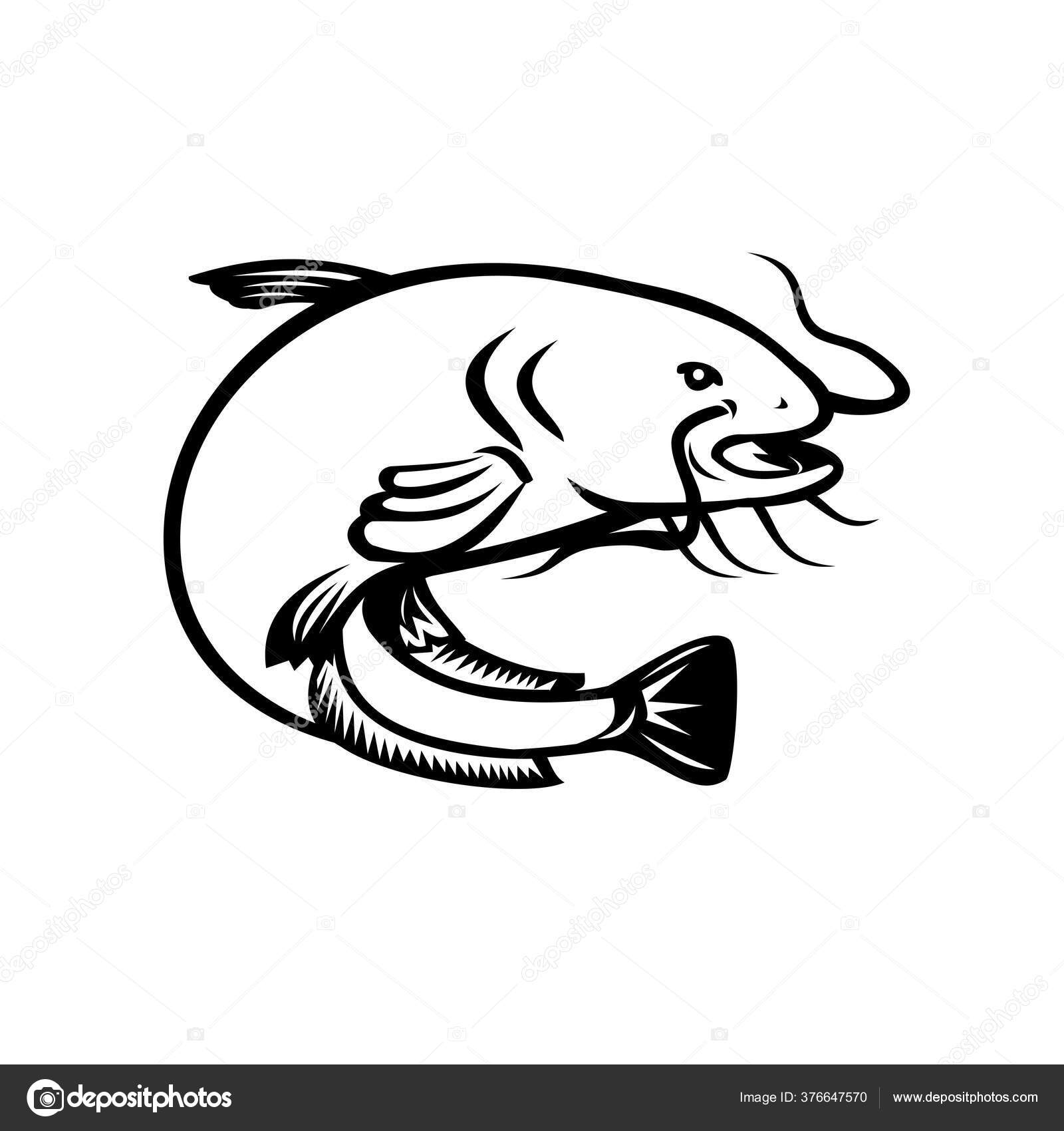 Black White Illustration Wels Catfish Ray Finned Fish Named Prominent Stock  Vector by ©patrimonio 376647570