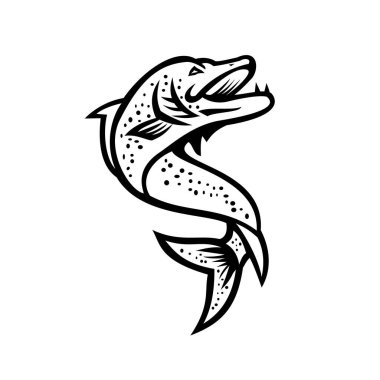 Kuzey turna balığı, Esox, Muskellunge, Tiger Muskellunge veya miski balığının retro stil olarak izole edilmiş arka planda yüksek açıyla çekilmiş siyah ve beyaz maskot çizimi.