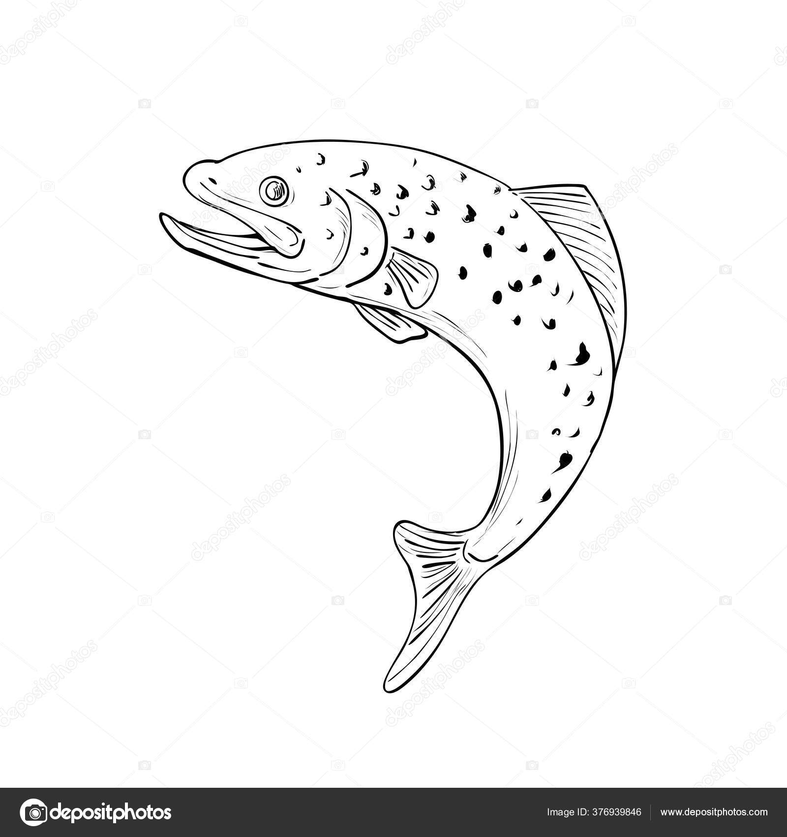 Speckled マスストックベクター ロイヤリティフリーspeckled マスイラスト Depositphotos Speckled マスストックベクター ロイヤリティフリーspeckled マスイラスト Depositphotos