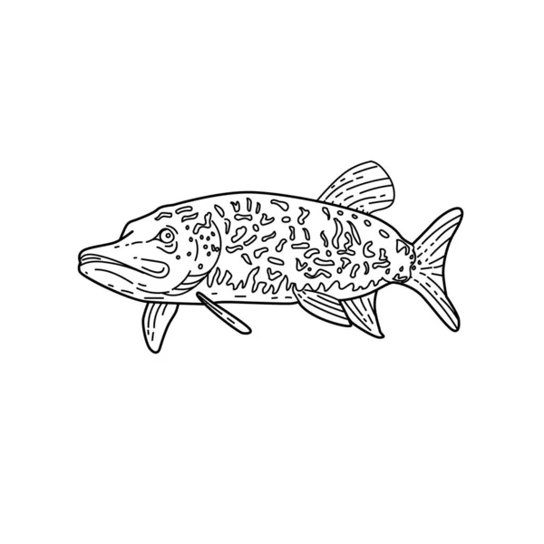 Ilustración Estilo Línea Mono Lucio Del Norte Esox Lucius También — Vector de stock