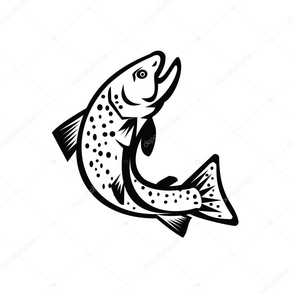 Illustration of a brook trout or Brook char jumping up viewed from the side on isolated white background done in retro Black and White style.