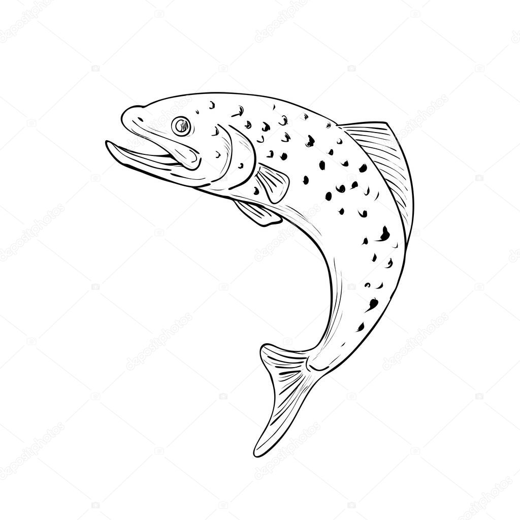 Drawing sketch style illustration of a spotted brown Trout jumping on isolated background done in Black and White.