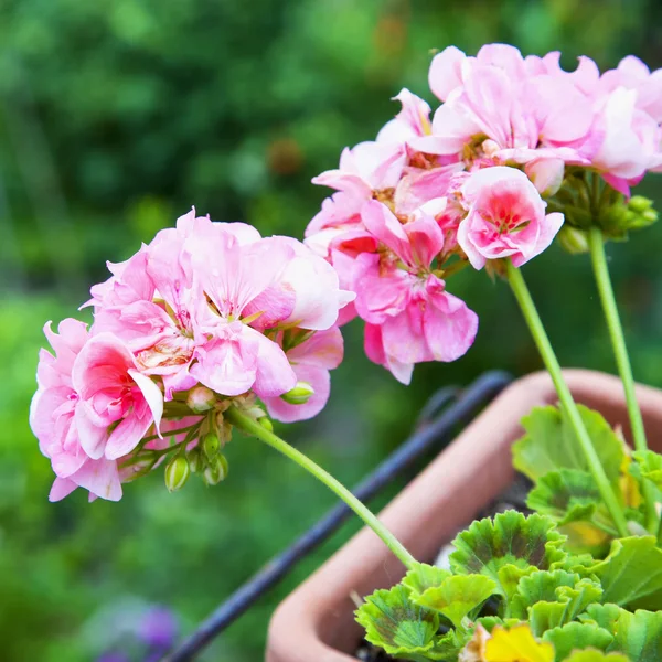 Géranium rose dans un vase — Photo