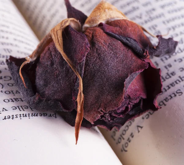 Gedroogde rose over boek — Stockfoto