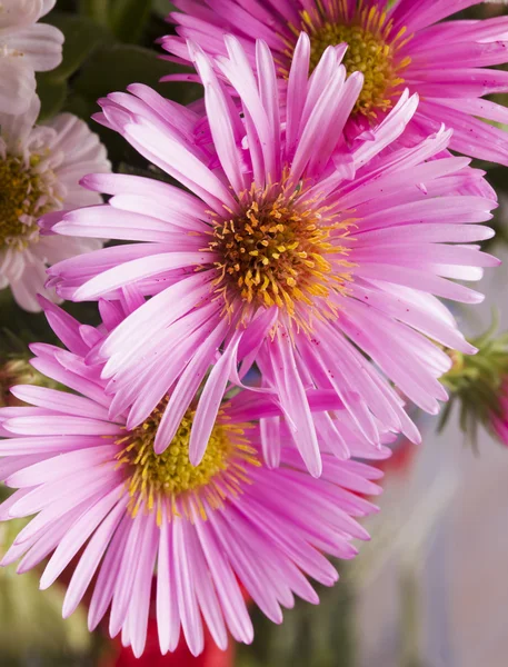 Roze madeliefjes in close-up — Stockfoto