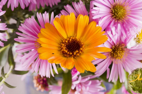 Gelbes Gänseblümchen im Strauß — Stockfoto