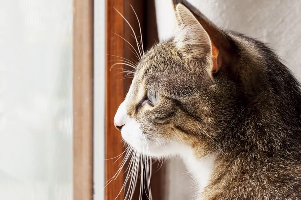 Gato olhando para fora de uma janela — Fotografia de Stock