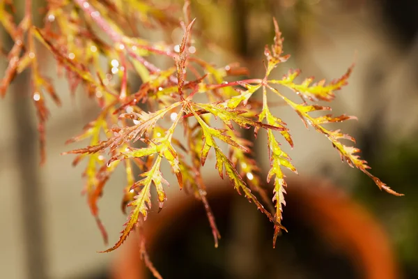 kırmızı akçaağaç yaprakları 